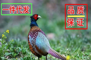 做電子商務，淘寶代發(fā)貨好做嗎？