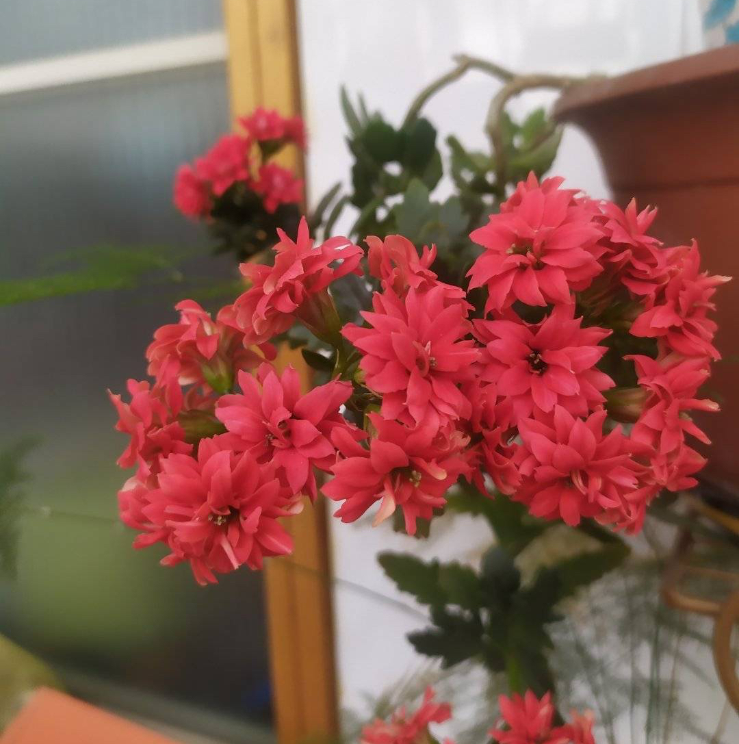 長壽花花開過后怎么弄？有2個選擇，越養(yǎng)越多好劃算！