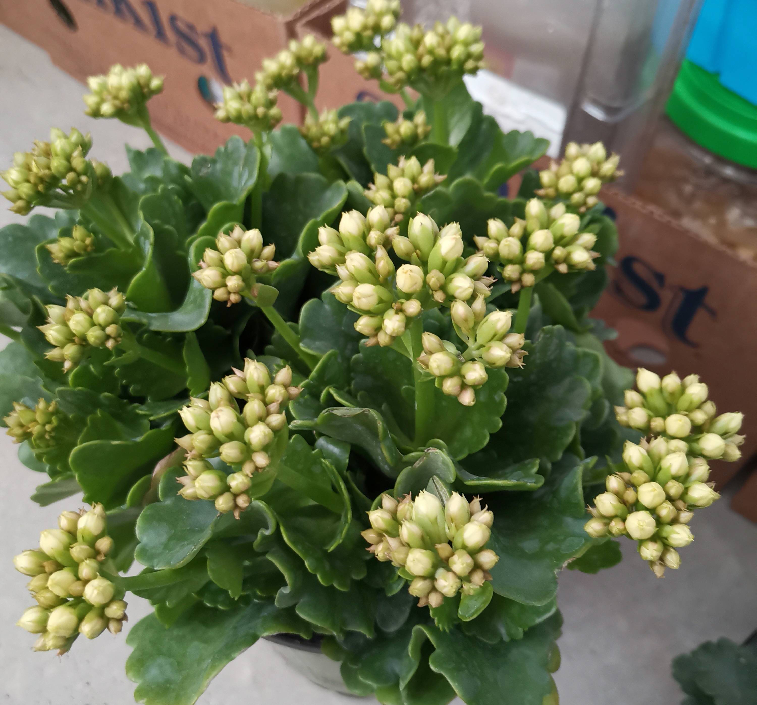 長壽花開完該怎么做？有2個選擇，越養(yǎng)越多好劃算，變霸氣老樁