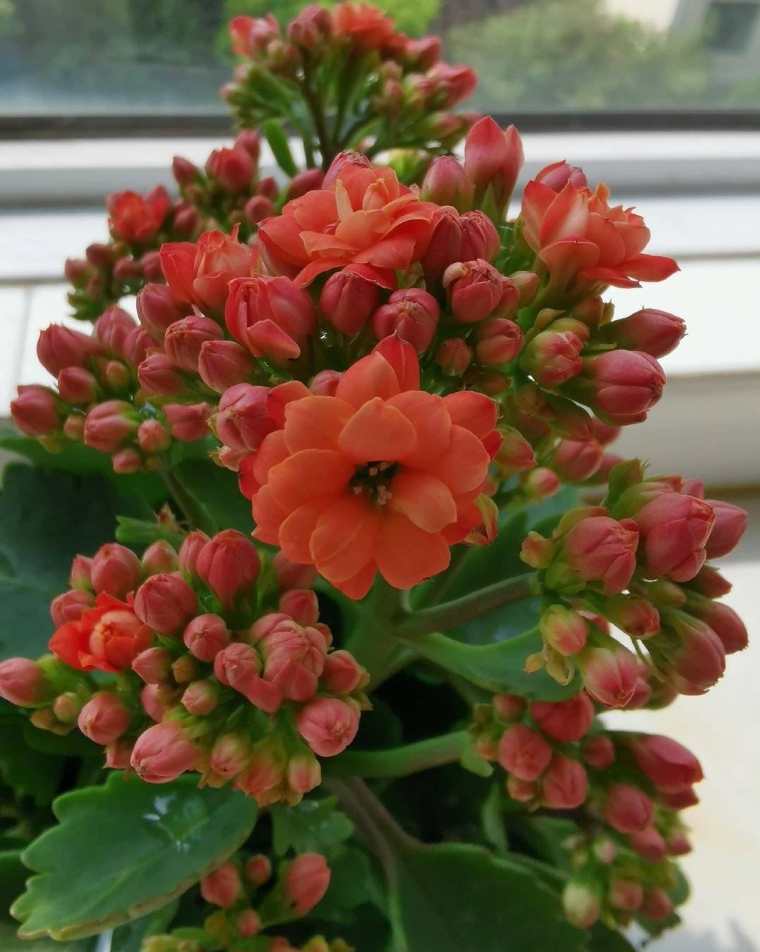長壽花開完該怎么做？有2個選擇，越養(yǎng)越多好劃算，變霸氣老樁