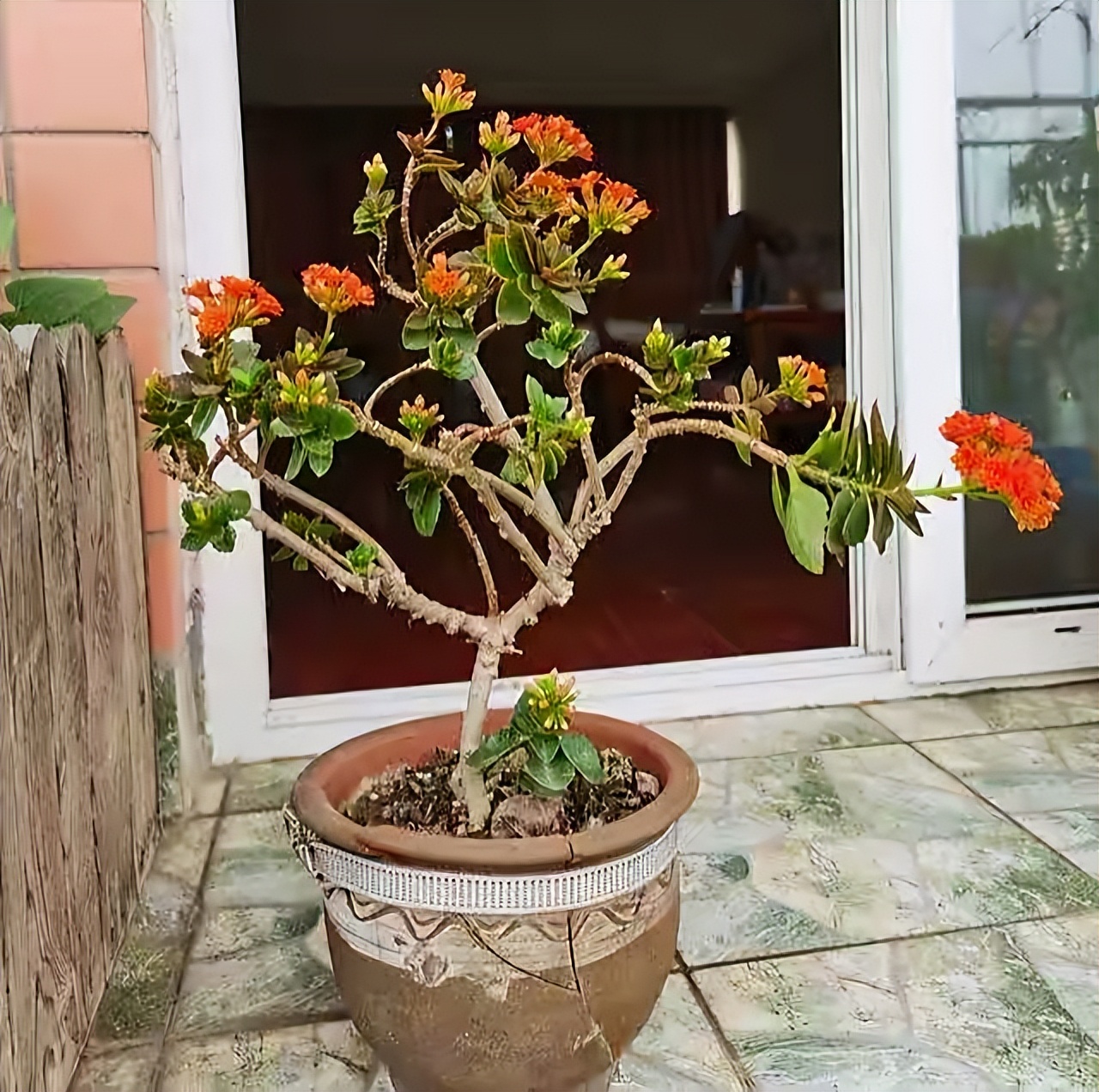 長壽花開完該怎么做？有2個選擇，越養(yǎng)越多好劃算，變霸氣老樁