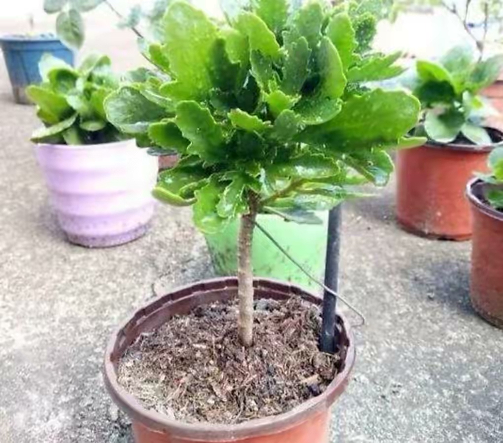 長壽花開完該怎么做？有2個選擇，越養(yǎng)越多好劃算，變霸氣老樁