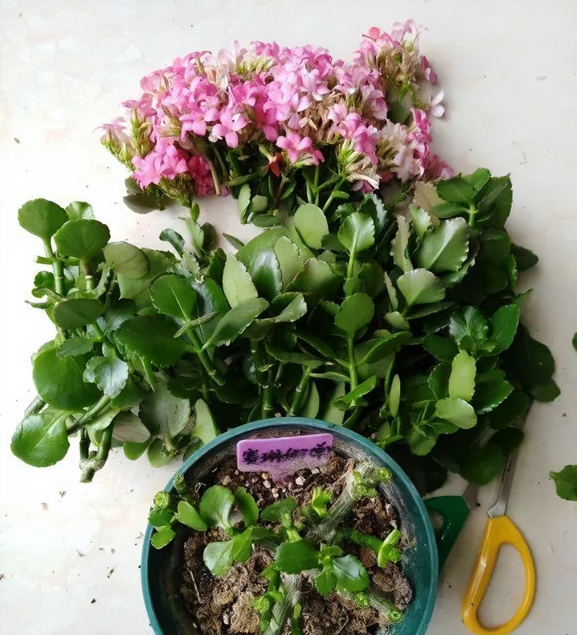 長壽花開完該怎么做？有2個選擇，越養(yǎng)越多好劃算，變霸氣老樁