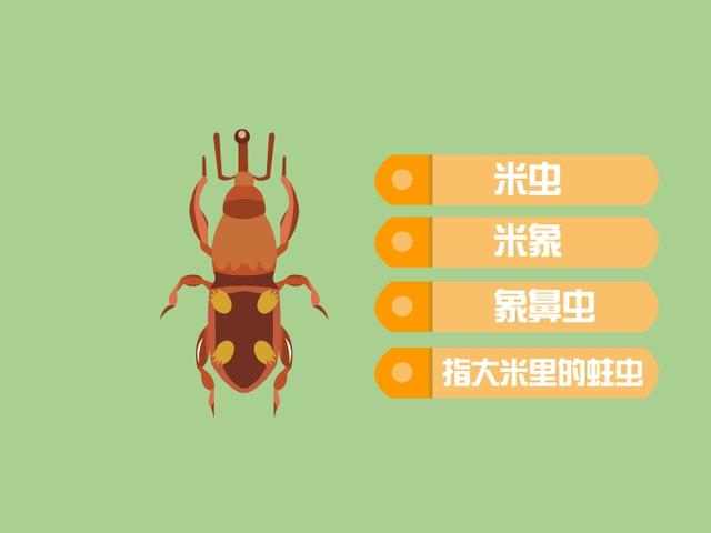小蟲米子電視劇（小蟲米子蟲姐是誰(shuí)）