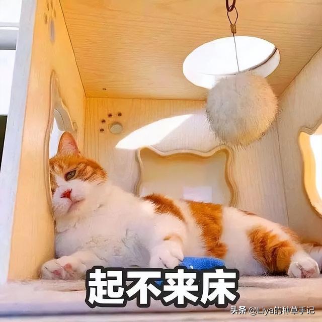 阿卡女裝是什么檔次（阿卡女裝是幾線(xiàn)品牌）