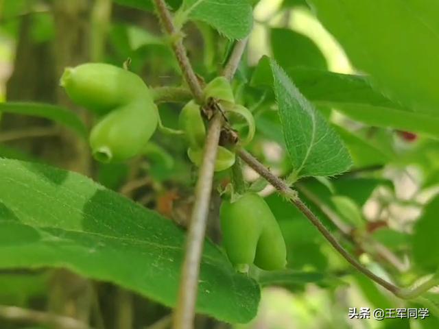 愛(ài)心果下山樁怎么種_（愛(ài)心果下山樁容易成活嗎）