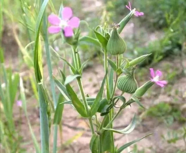 面條圖片大全，野生面條菜圖片？