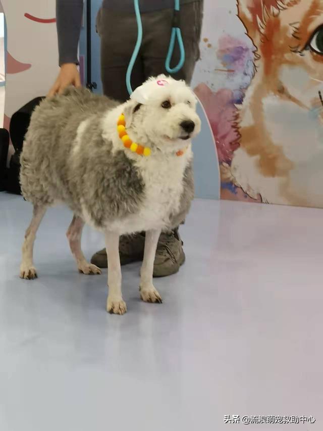 古牧為什么是禁養(yǎng)犬，古牧犬圖片造型？