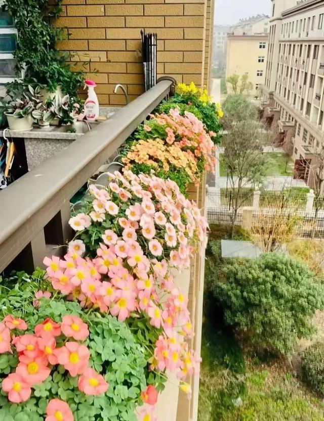 鬧羊花多少錢一斤，鬧羊花多少錢一公斤？