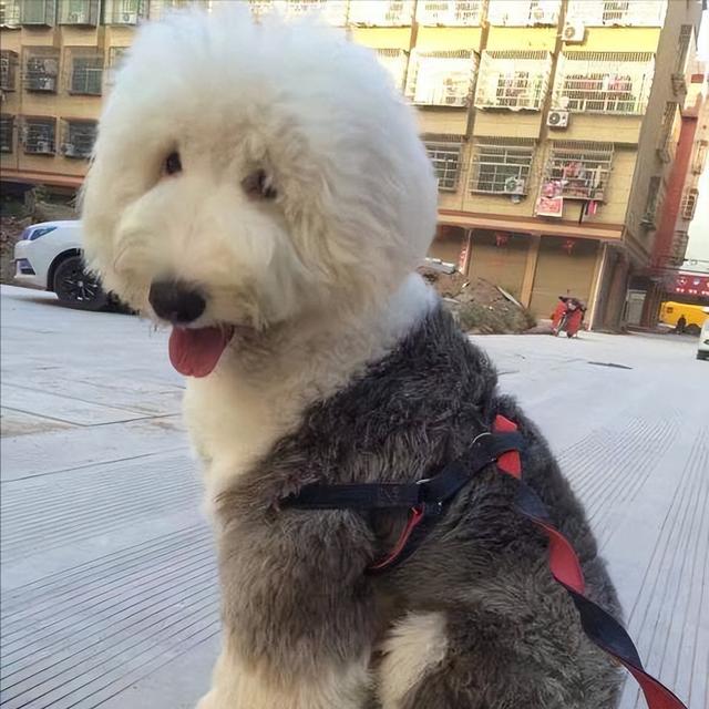 古牧犬適合家養(yǎng)嗎，古牧犬的簡(jiǎn)介？