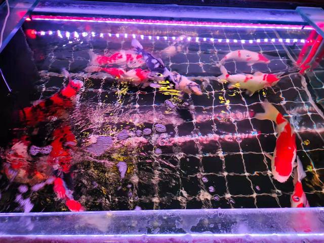 水族箱，迷你的魚缸？