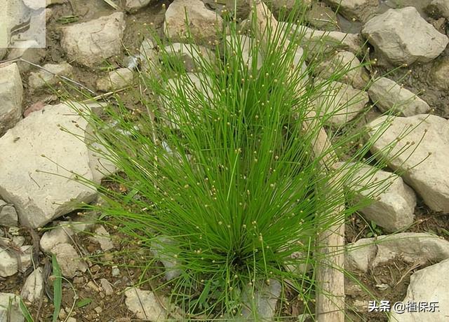 丁草胺能除草嗎，丁草胺的使用范圍？