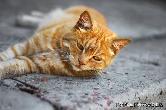 貓傳腹是被嚇出來的病嗎（貓被嚇到會(huì)得貓傳腹嗎）