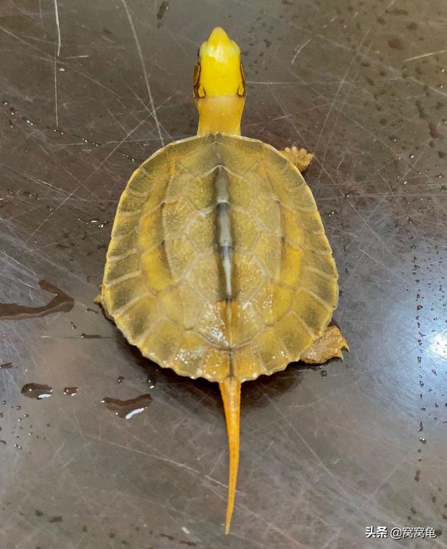 甲魚(yú)苗多少錢一斤 哪里有批發(fā)的，100只甲魚(yú)苗多少錢？