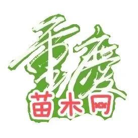 水生植物批發(fā)種植基地在哪里，水生植物批發(fā)種植基地地址？