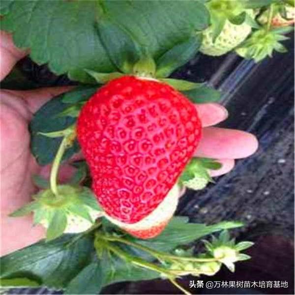 草莓苗批發(fā)市場(chǎng)，草莓苗批發(fā)？