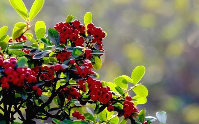 哪里有火棘苗生產(chǎn)基地，哪里有火棘苗生產(chǎn)基地賣？