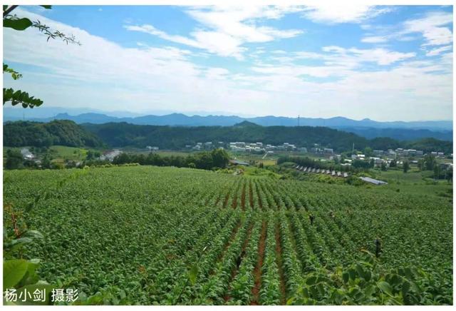 旱煙批發(fā)市場哪里有，旱煙批發(fā)市場電話號碼？
