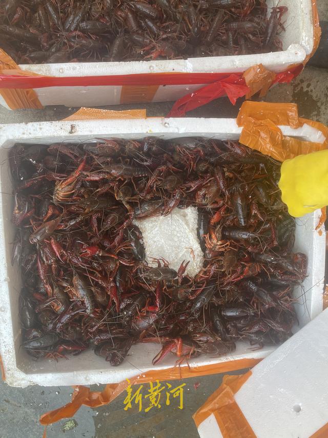 西安小龍蝦多少錢一斤批發(fā)市場(chǎng)價(jià)格，龍蝦批發(fā)8一10元一斤？