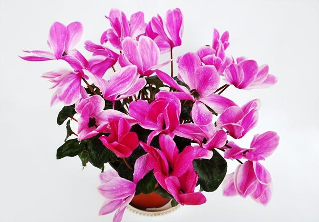 塑料花盆廠家批發(fā)市場(chǎng)在哪，塑料花盆廠家批發(fā)市場(chǎng)電話？