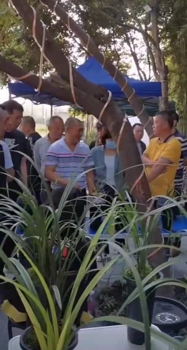 蘭花批發(fā)銷售基地蘭花批發(fā)價格，蘭花批發(fā)市場？