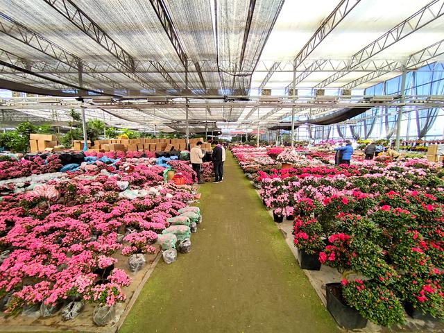 便宜花盆批發(fā)基地在哪里，便宜花盆批發(fā)基地在哪里有？