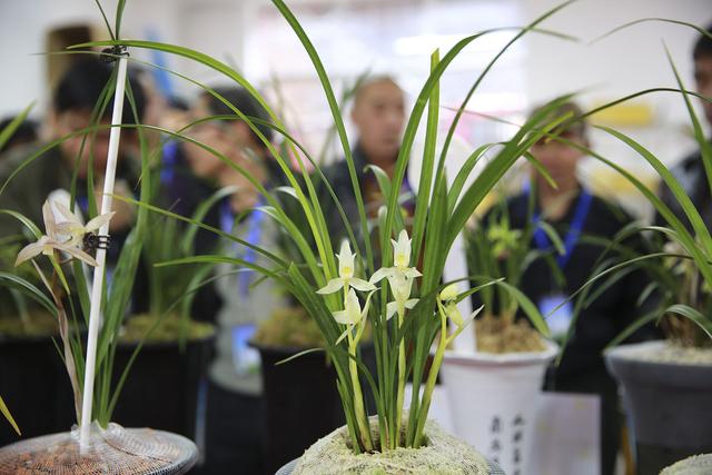 最便宜的蘭花批發(fā)市場，最便宜的蘭花批發(fā)？