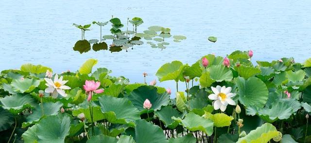 水生植物批發(fā)種植基地，水生植物批發(fā)種植基地成都？
