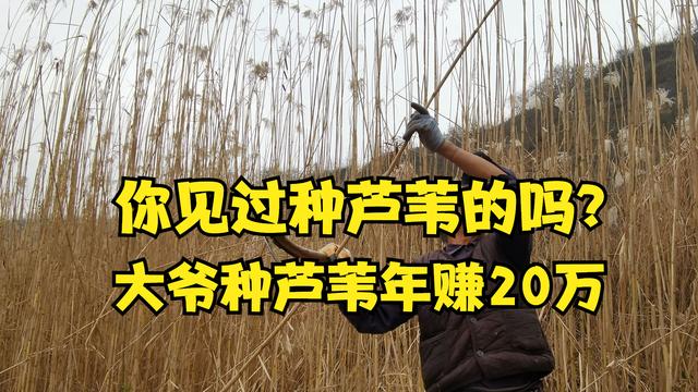 供應批發(fā)蘆葦種苗廠家，供應批發(fā)蘆葦種苗廠家電話？