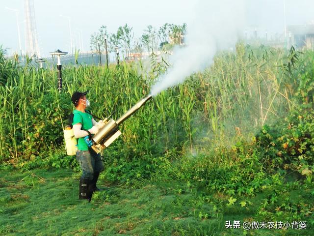 大型蘆葦苗批發(fā)廠家，供應(yīng)蘆葦苗廠家電話？