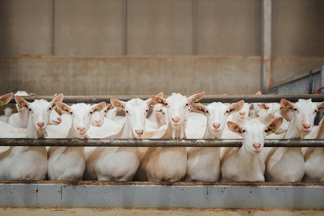 育肥羊飼料批發(fā)廠家，育肥羊飼料批發(fā)廠家電話？