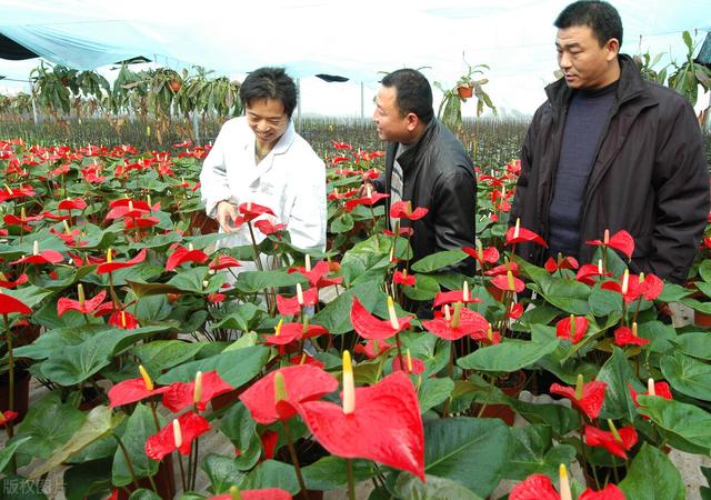 批發(fā)花卉去哪里進(jìn)貨，批發(fā)花卉去哪里進(jìn)貨北京？