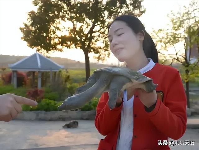 甲魚苗多少錢一只_，甲魚魚苗多少錢一只？