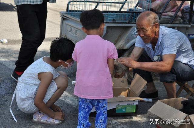 買(mǎi)小狗10元一只小型的，批發(fā)買(mǎi)小狗10元一只