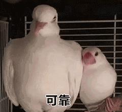 重慶堅(jiān)果批發(fā)市場(chǎng)在哪里，重慶堅(jiān)果批發(fā)市場(chǎng)在哪里啊