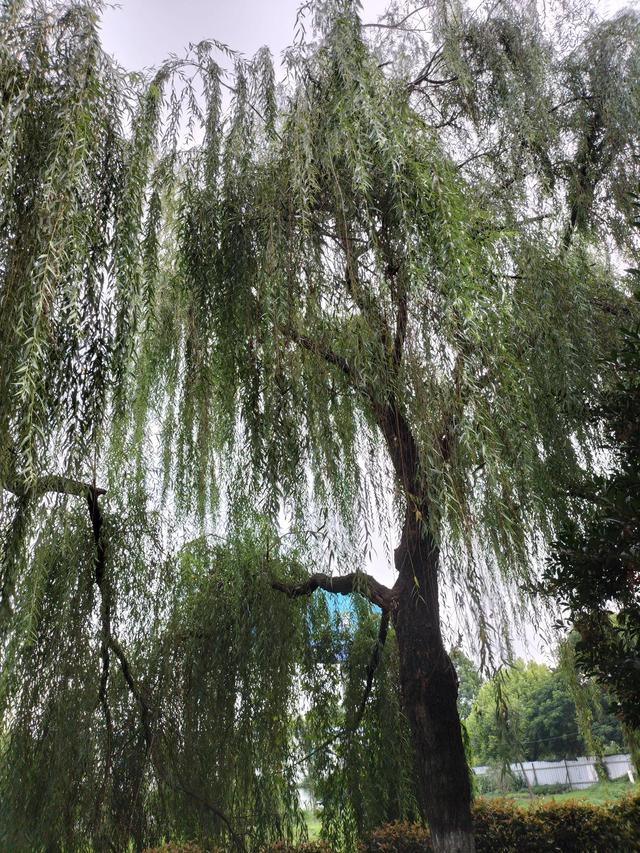 地攤經(jīng)濟是一種什么經(jīng)濟，地攤經(jīng)濟有何意義
