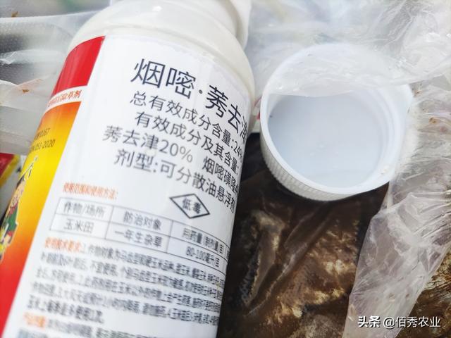 供應(yīng)批發(fā)蘆葦種苗廠家直銷，供應(yīng)批發(fā)蘆葦種苗廠家聯(lián)系電話