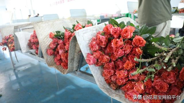溫州批發(fā)鮮花去哪里進貨，批發(fā)鮮花去哪里進貨固鎮(zhèn)