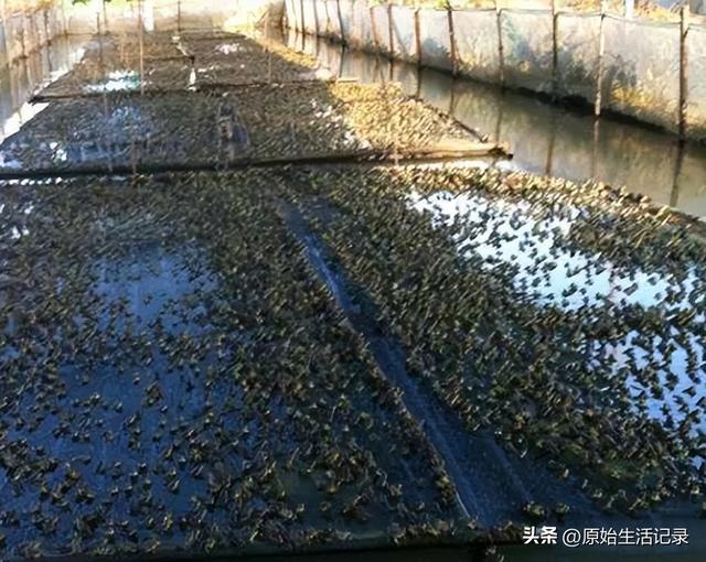 牛蛙價格現(xiàn)在多少錢一公斤，鮮活牛蛙批發(fā)價多少錢一斤？
