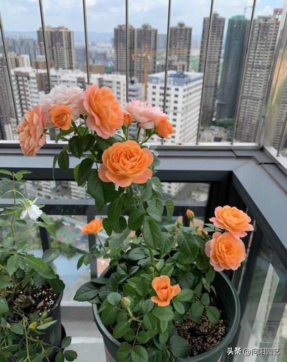 哪里有月季花苗批發(fā)的，哪里有月季花苗批發(fā)的地方？