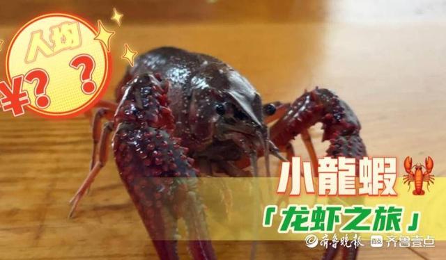 小龍蝦哪里批發(fā)最便宜電話號碼，那里小龍蝦批發(fā)便宜？