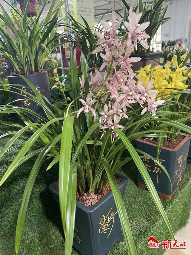 蘭花批發(fā)銷售基地蘭花批發(fā)價格，蘭花批發(fā)市場？