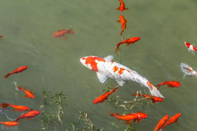觀賞魚魚缸批發(fā)市場(chǎng)，觀賞魚缸批發(fā)價(jià)格？