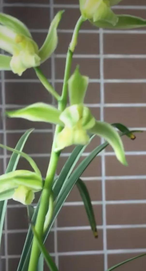 蘭花批發(fā)基地在哪里_，蘭花批發(fā)網(wǎng)？