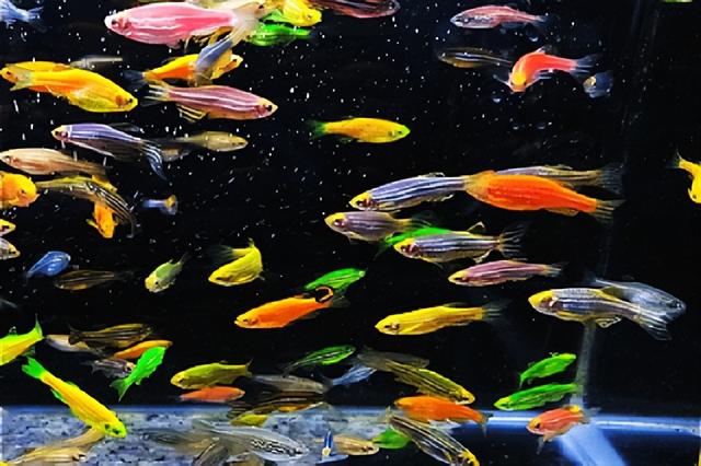魚缸批發(fā)哪里有，哪里有賣觀賞魚缸的地方？
