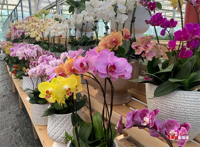 花卉市場(chǎng)批發(fā)在哪里，附近花卉市場(chǎng)批發(fā)在哪里？