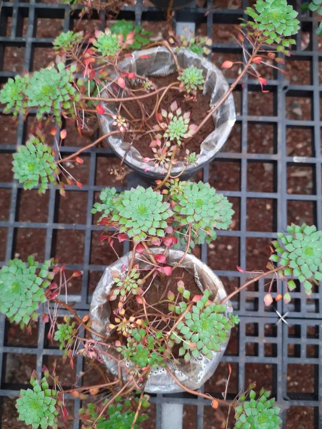 水生植物批發(fā)種植基地在哪里，水生植物批發(fā)種植基地地址？