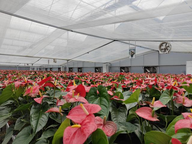 花卉批發(fā)商該去哪里進(jìn)貨北京，北京花卉批發(fā)市場(chǎng)進(jìn)貨渠道？
