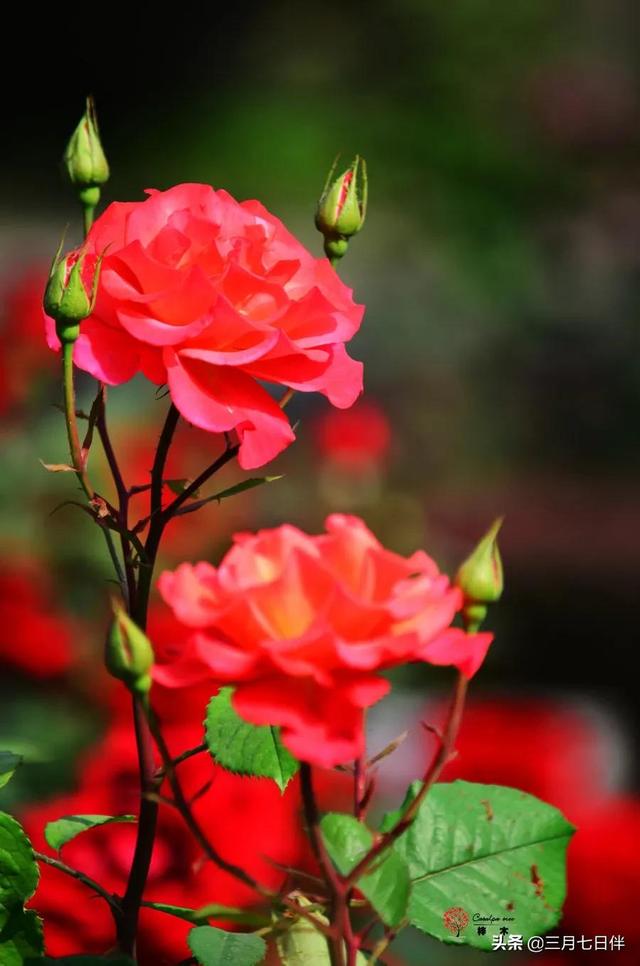 月季花種苗批發(fā)，月季花苗批發(fā)零售？