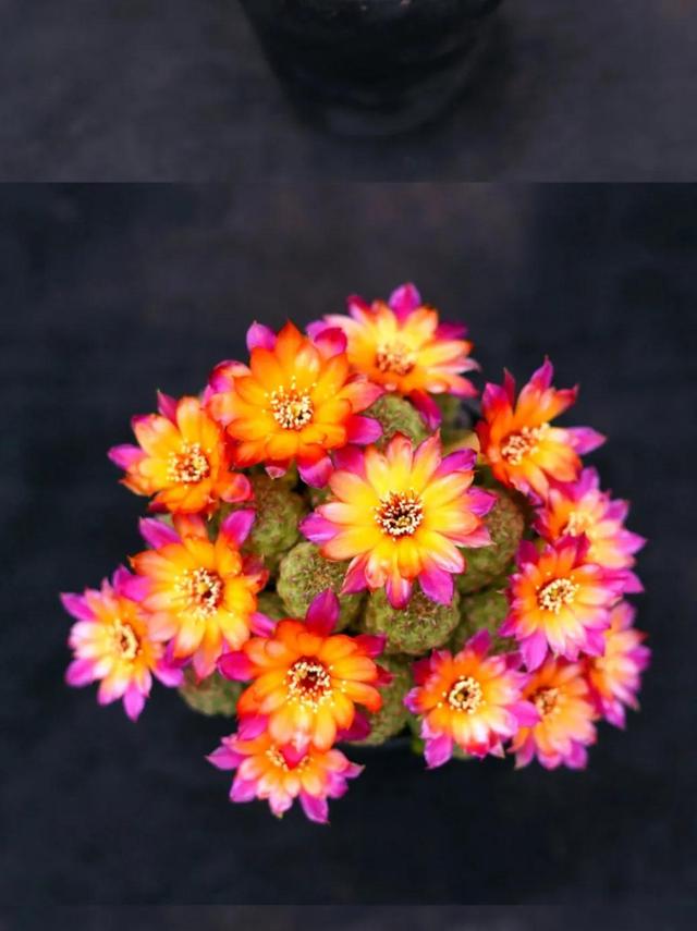 哪里有月季花苗批發(fā)的市場(chǎng)，哪里有月季花苗賣？